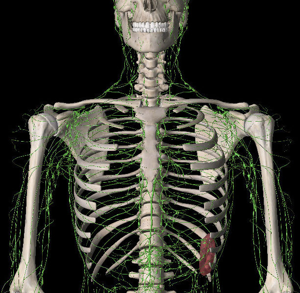 How does the skeletal system work with the lymphatic system Circulation And The Lymphatic System Ck 12 Foundation